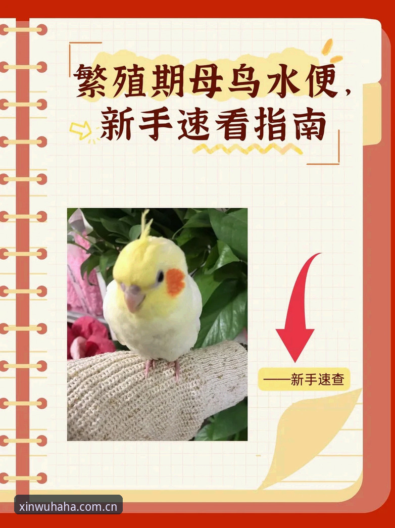 哈哈体育最新版下载完整指南：从安装到竞技的实战操作手册